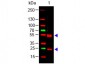 Anti-Swine IgG (H&L)  Secondary Antibody